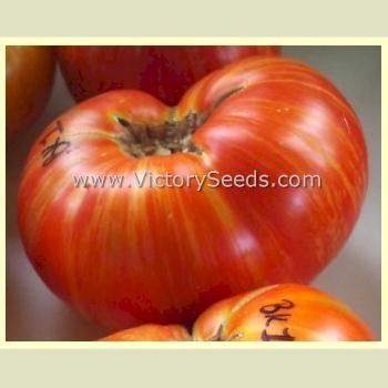 'Dwarf Beauty King' tomato. Photo courtesy of Lurley Hernandez.