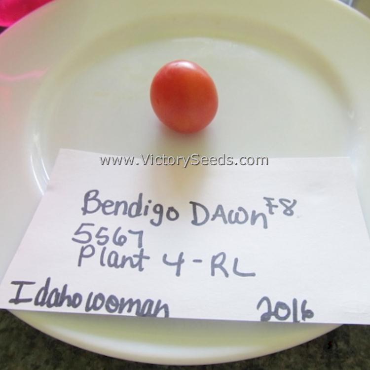 'Dwarf Bendigo Dawn' tomato. Photo courtesy of Susan Oliverson.