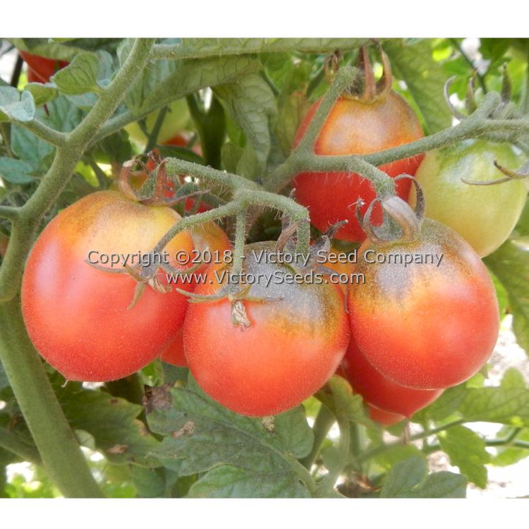 'Dwarf Bendigo Dawn' tomatoes.