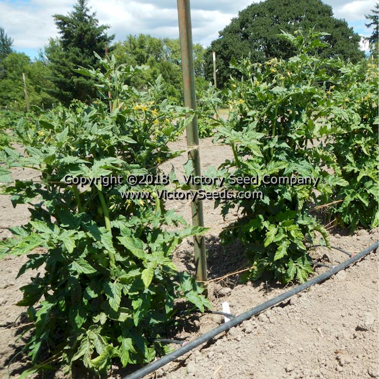 'Dwarf Bendigo Drop' tomato plants.