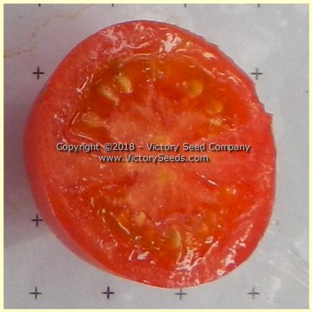 The insie of a 'Dwarf Bendigo Rose' tomato.