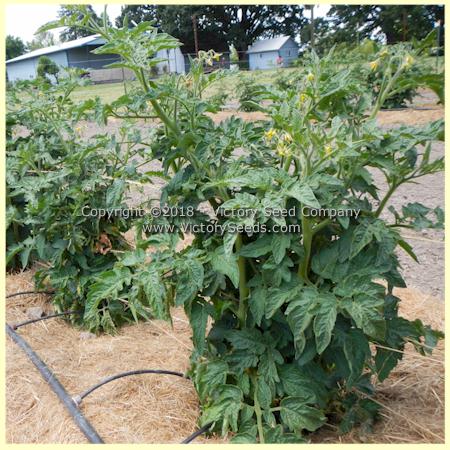 'Dwarf Bendigo Rose' tomato plants.
