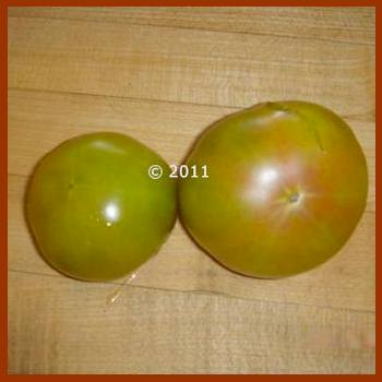 'Dwarf Beryl Beauty' tomatoes.