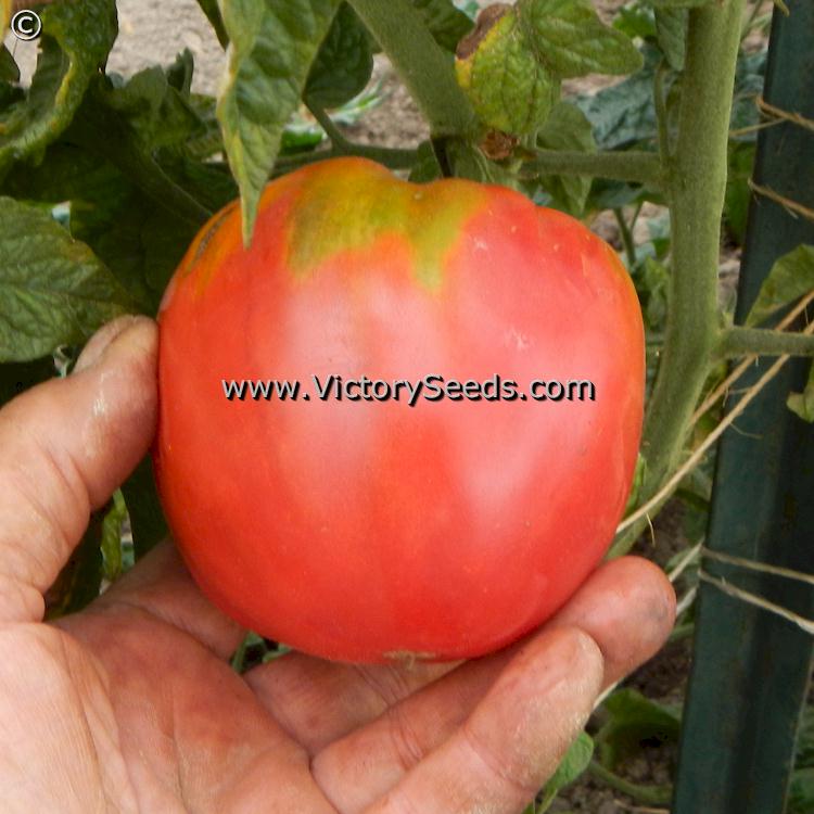 'Dwarf Big Valentine' tomato.