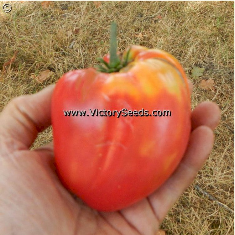 'Dwarf Big Valentine' tomatoes.