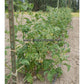 'Dwarf Big Valentine' tomato plants.