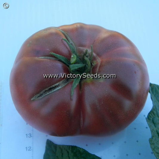 'Dwarf Black Angus' tomato.