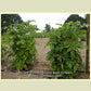 'Dwarf Black Angus' tomato plants.