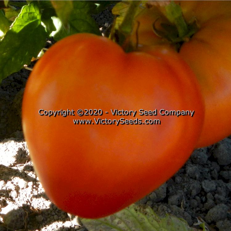 'Dwarf Buddy's Heart' tomato.