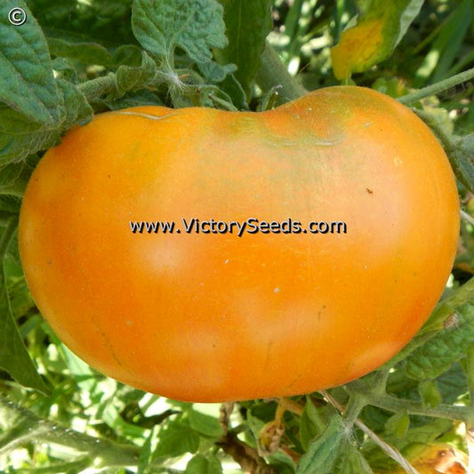 'Dwarf Caitydid' tomato.