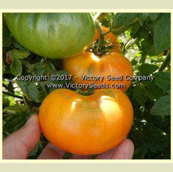 'Dwarf Caitydid' tomatoes.