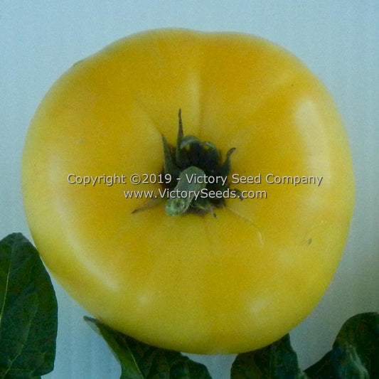 'Dwarf CC McGee' tomatoes.