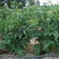 'Dwarf CC McGee' tomato plants.