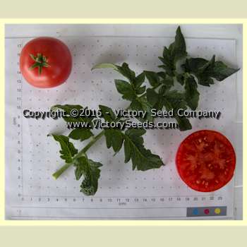 'Dwarf Champion #15' tomatoes.