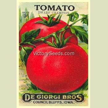 Early 20th century 'Dwarf Champion' tomato packet.