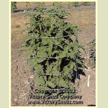 'Dwarf Champion' tomato plant.