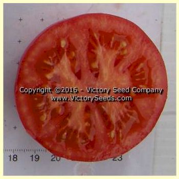 'Dwarf Champion' tomato slice.