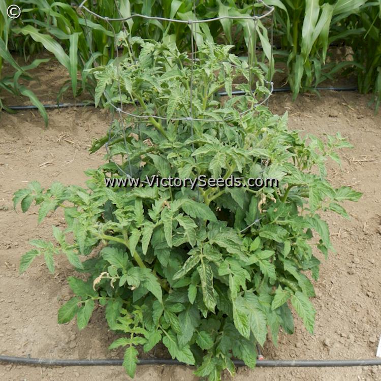 'Dwarf Chocolate Heartthrob' tomato plant.