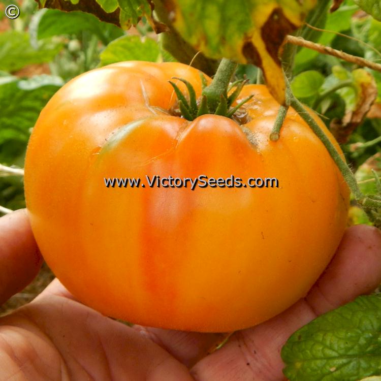 'Dwarf Choemato' tomato.