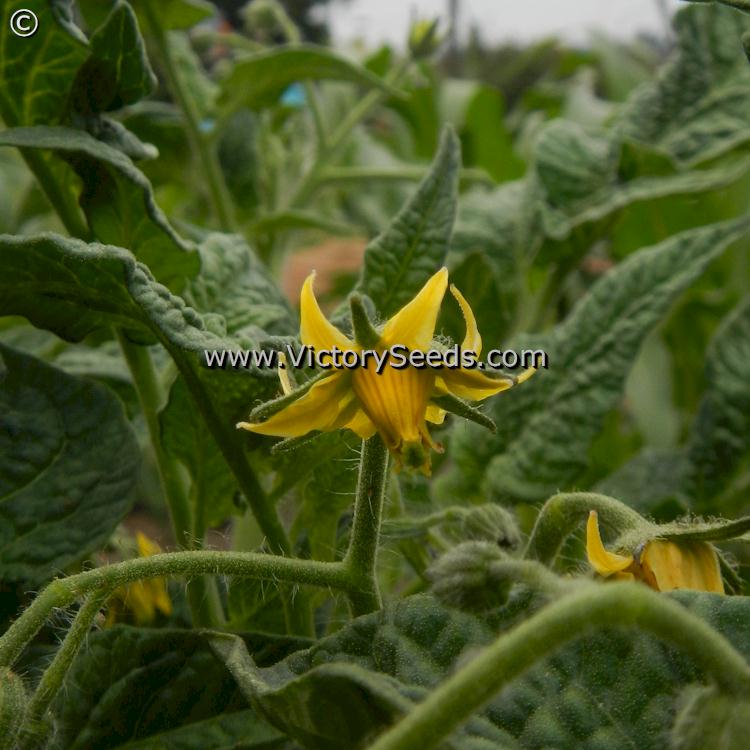 'Dwarf Choemato' tomato flower.