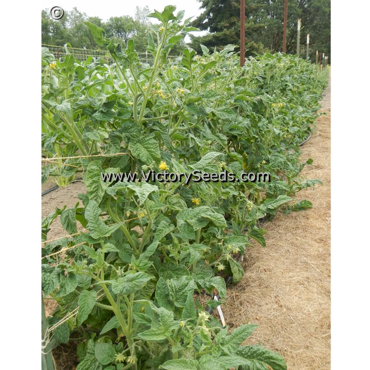 'Dwarf Choemato' tomato plants.