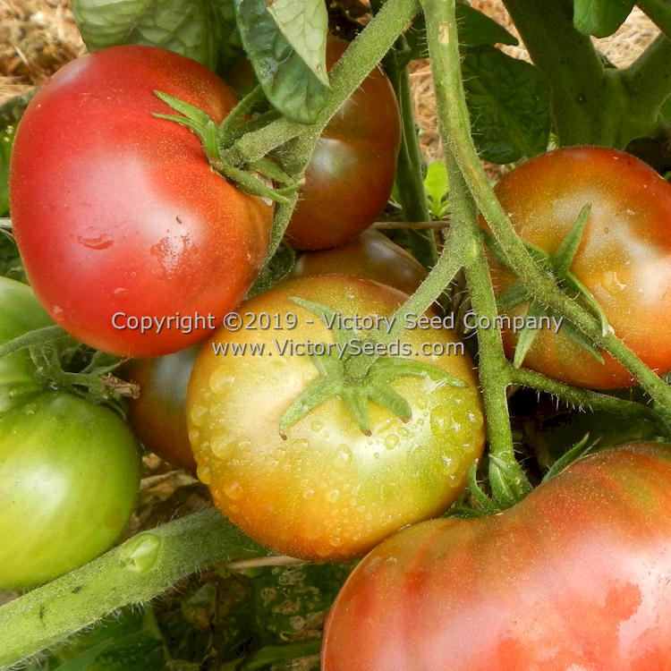 'Dwarf Dainty Isabel' tomatoes.