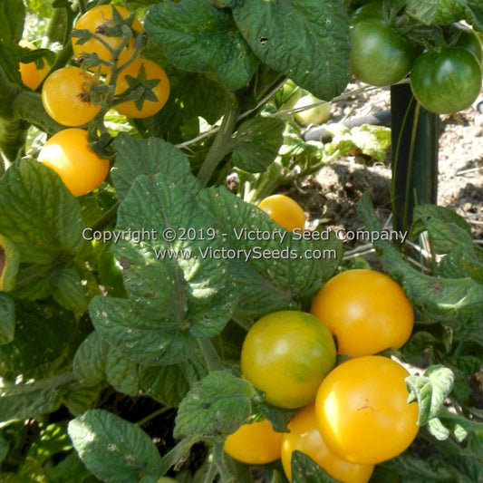 'Dwarf Desert Star' tomatoes. Very productive plants.
