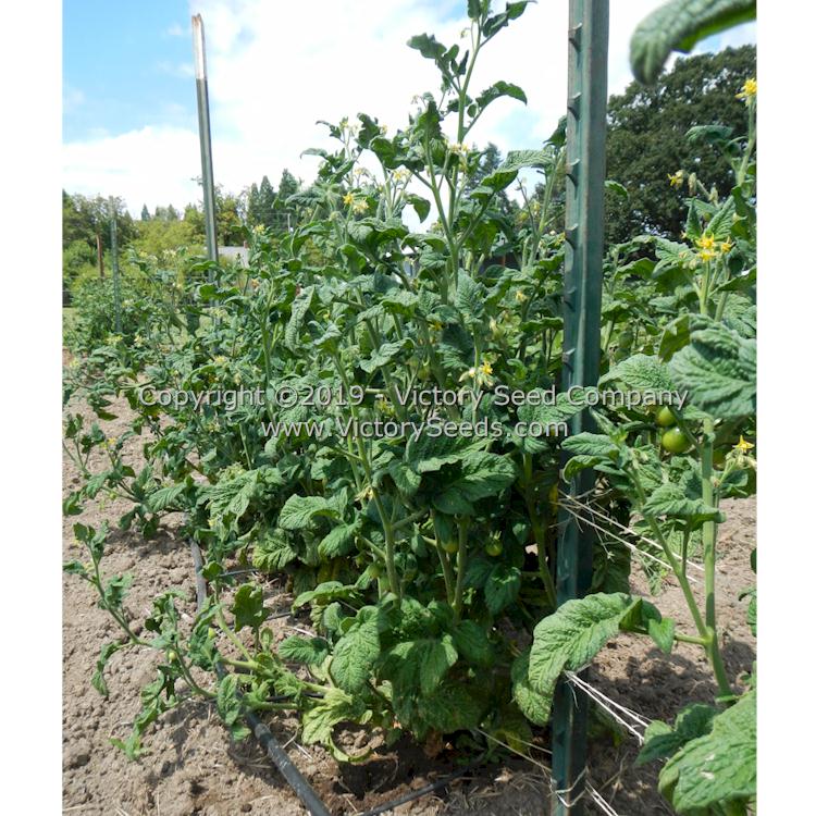 'Dwarf Desert Star' tomato plant.