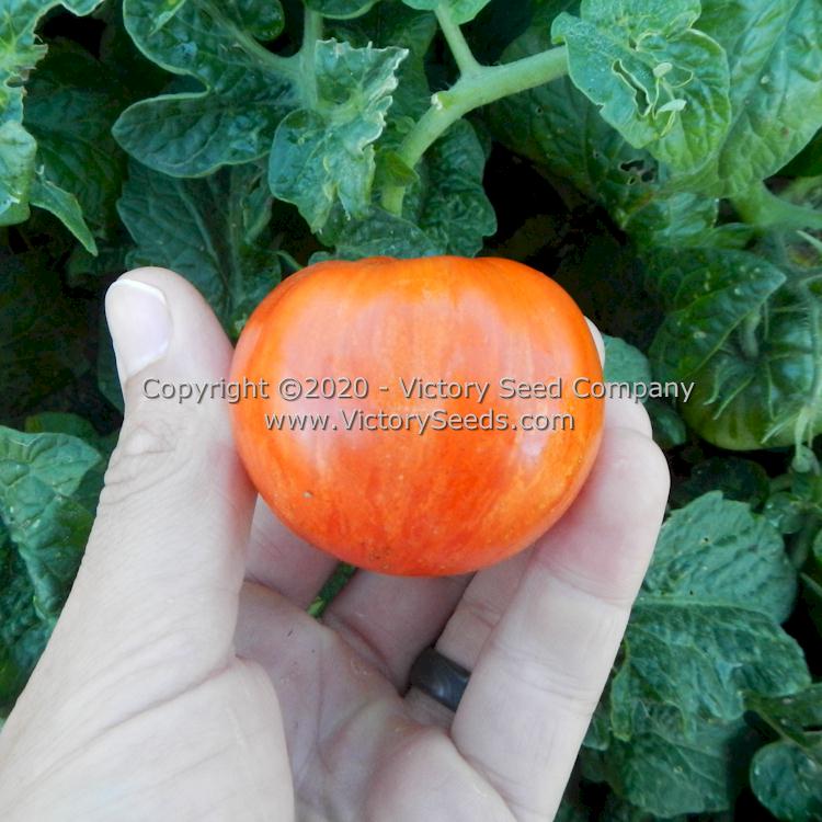 'Dwarf Edith Stone' tomato.