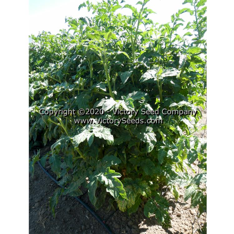 'Dwarf Edith Stone' tomato plants.