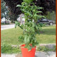 A container grown 'Dwarf Emerald Giant' tomato plant.