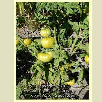 A field grown 'Dwarf Emerald Giant' tomato plant.