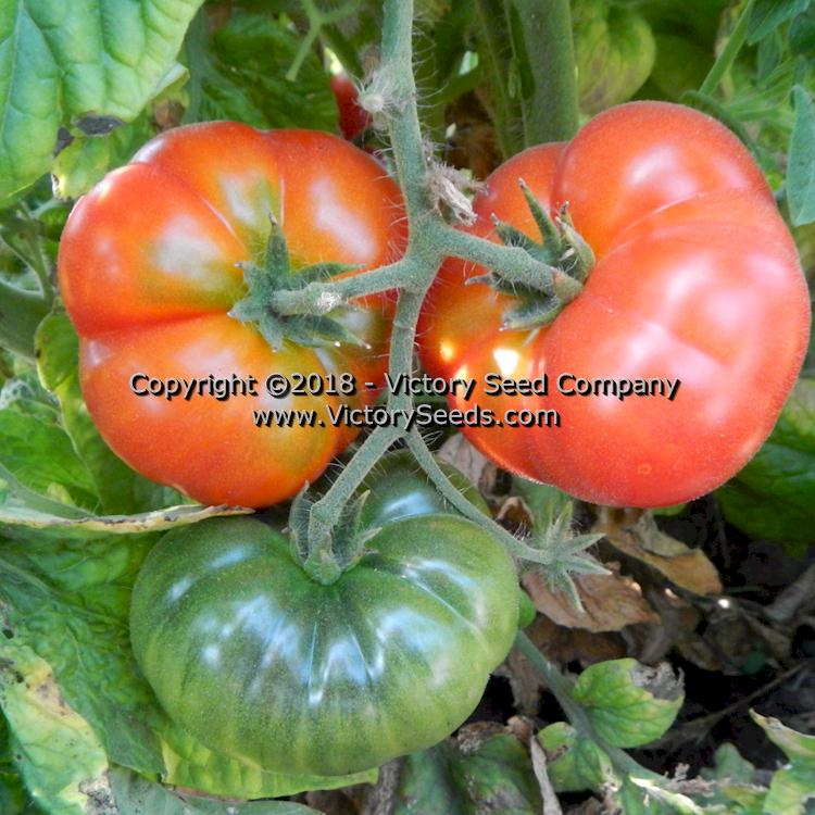 'Dwarf Franklin County' tomatoes.