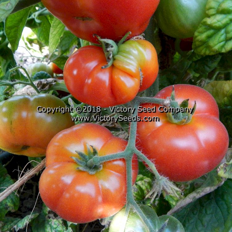 'Dwarf Franklin County' tomatoes.