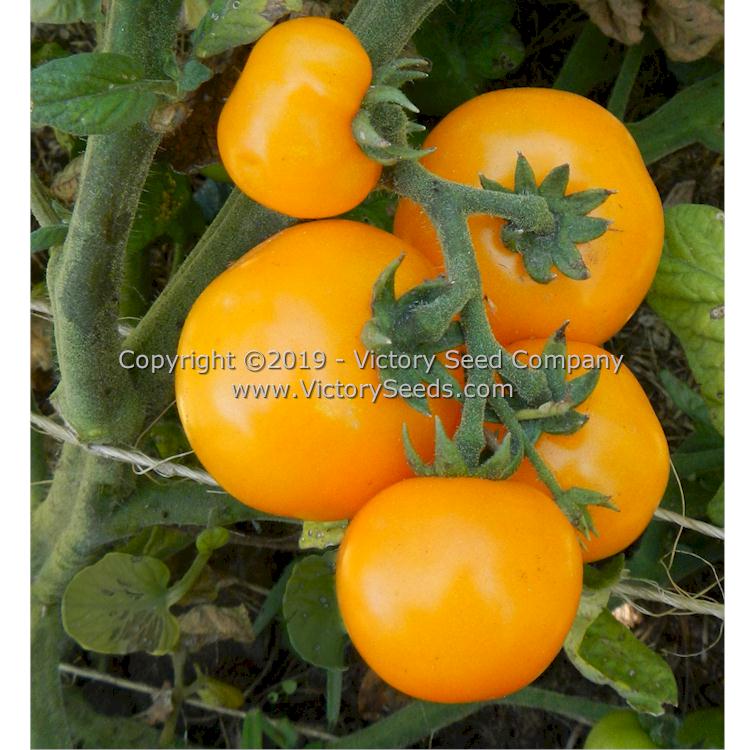 'Dwarf Galen's Yellow' tomatoes.
