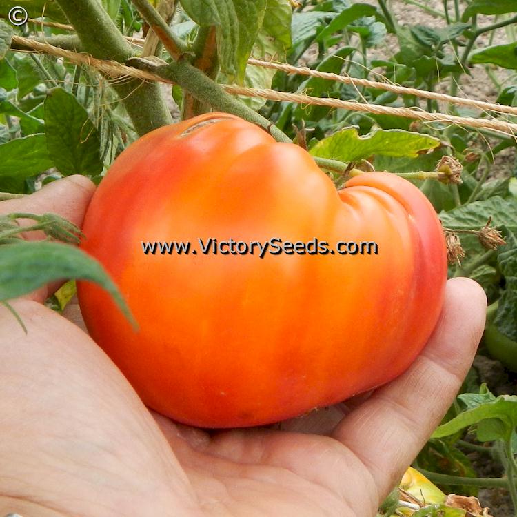 'Dwarf Gloria's Treat' tomato.