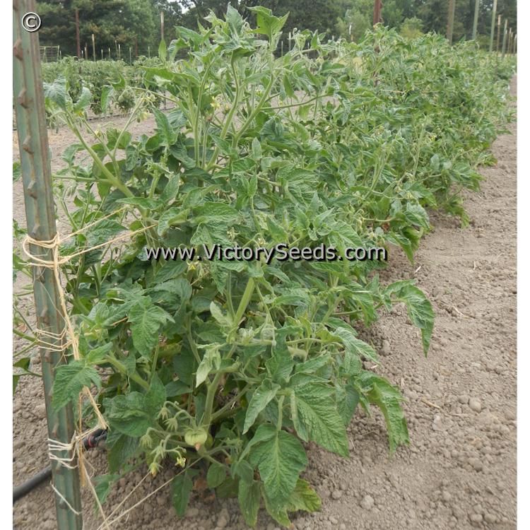 'Dwarf Gloria's Treat' tomato plants.