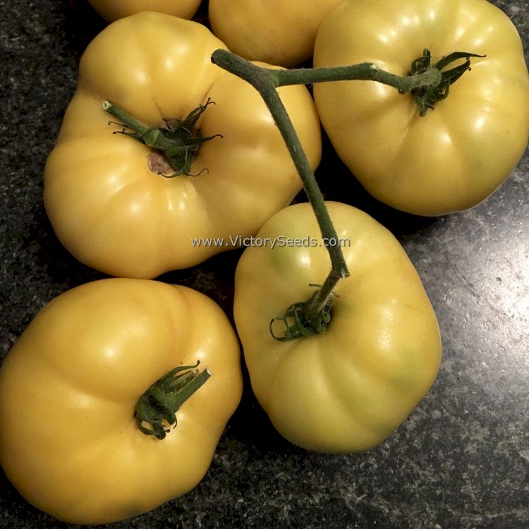 'Dwarf Goldfinch' tomatoes. Image courtesy of Hudson England.