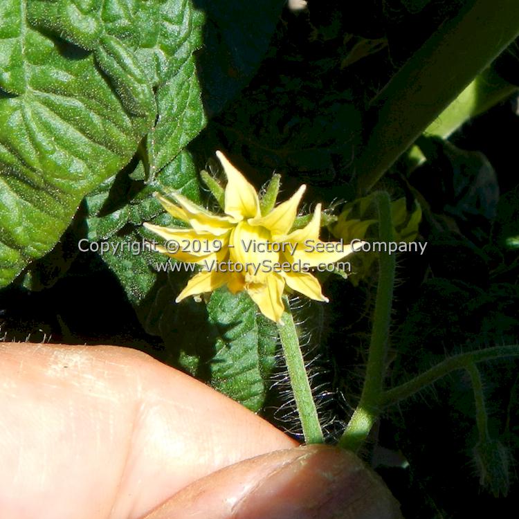 'Dwarf Grinch' tomato flower.