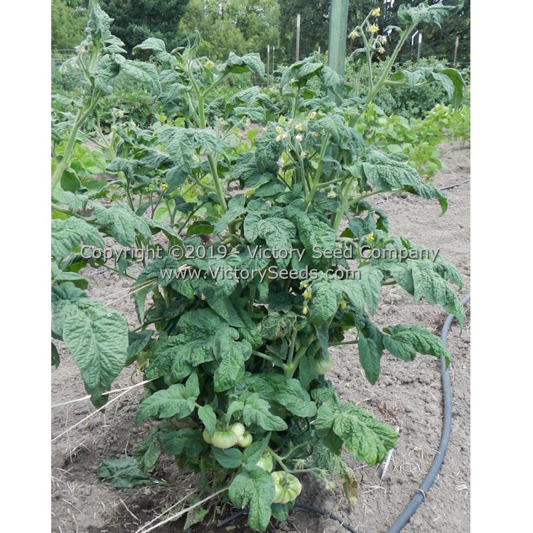 'Dwarf Grinch' tomato plant.