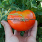 'Dwarf Hannah's Prize' tomato.