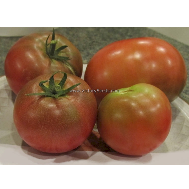 'Dwarf Hazy's Dream' tomatoes. Photo courtesy of Susan Oliverson.