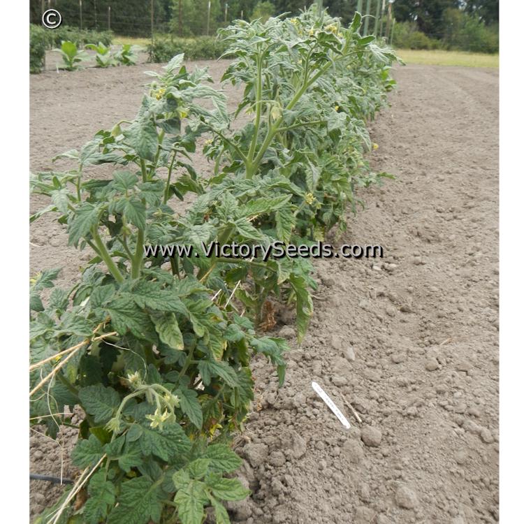 'Dwarf Idaho Gem' tomato plants.