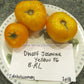 'Dwarf Jasmine Yellow' tomatoes. Image courtesy of Susan Oliverson.