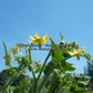 'Dwarf Jasmine Yellow' tomato flowers.