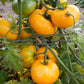 'Dwarf Jasmine Yellow' tomatoes.