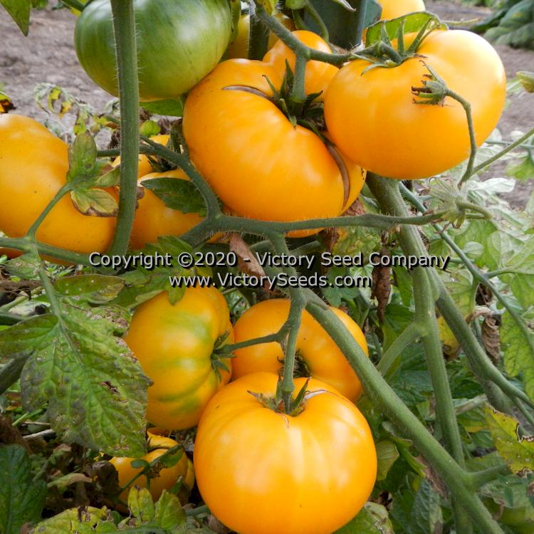 'Dwarf Jasmine Yellow' tomatoes.