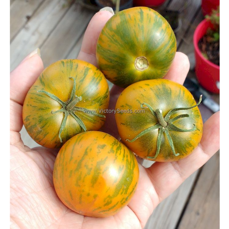 'Dwarf Jeremy's Stripes' tomatoes.