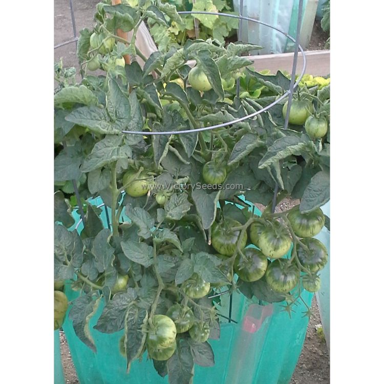 'Dwarf Jeremy's Stripes' tomato plant.