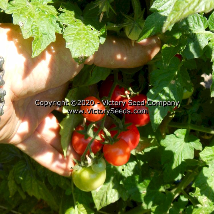 'Dwarf Johnson's Cherry' tomatoes.